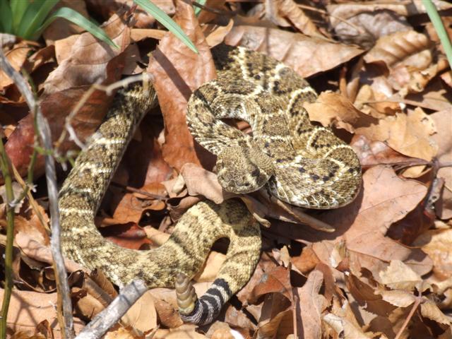4th find of the day approx. 2' long.JPG [81 Kb]